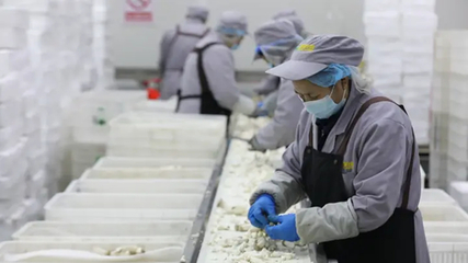 聚链成群逐绿向新 一朵菌菇引领食用菌产业的蝶变升级