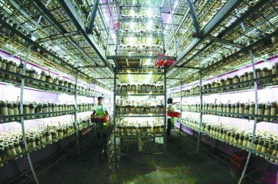 衢州翔龙农业以反渗透膜技术提升猪肚菇品质，引领绿色栽培新趋势