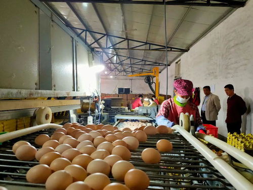 辛集特色农产品项目全览 科技研发引领，助力乡村振兴