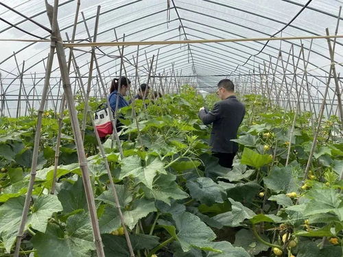 科技赋能，一码溯源 食用农产品的电子身份证时代