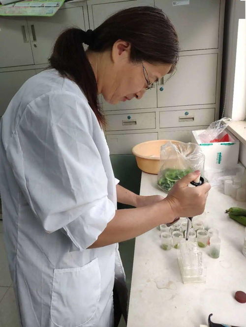 加强农产品质量安全监管，筑牢消费者食用安全防线
